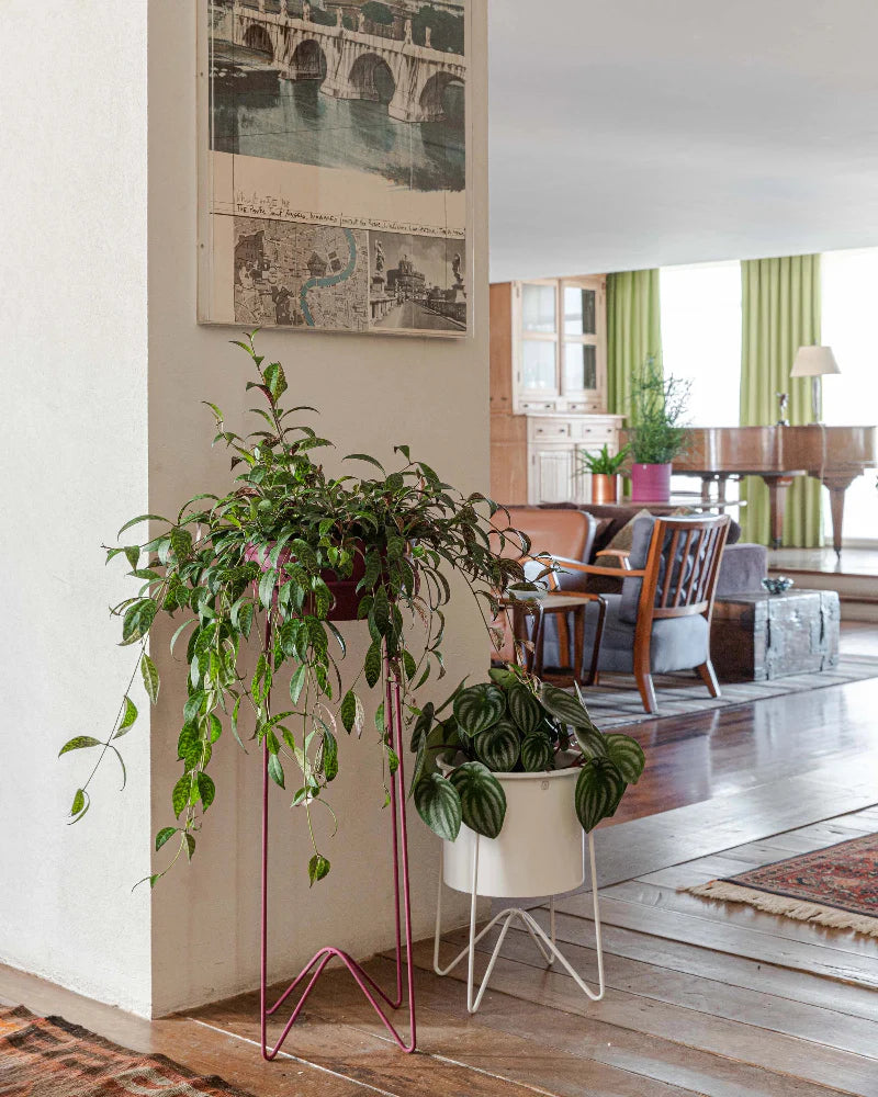 Conjunto - Suporte Bem-te-vi 35 + Cachepô com aba 21