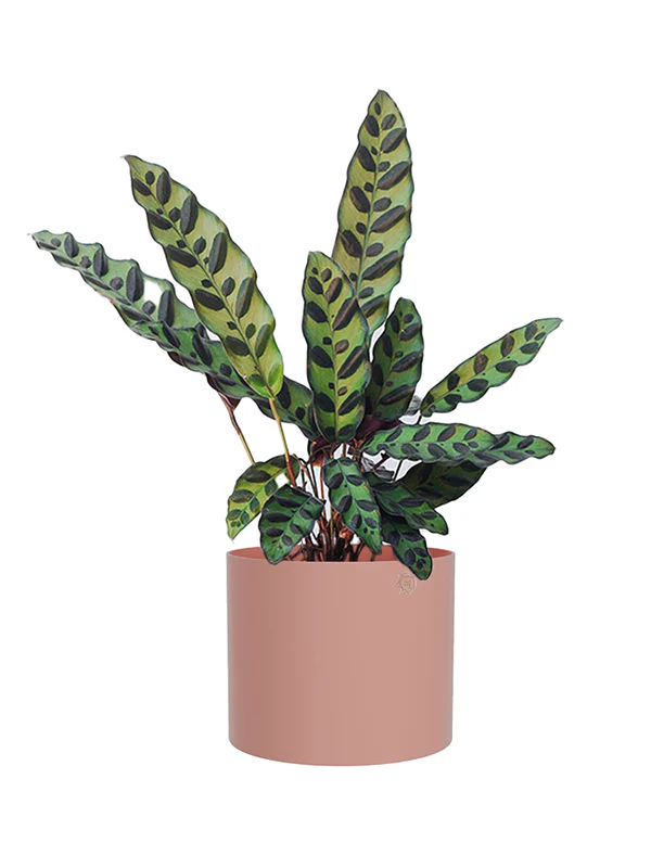 Cachepô alumínio reto 15