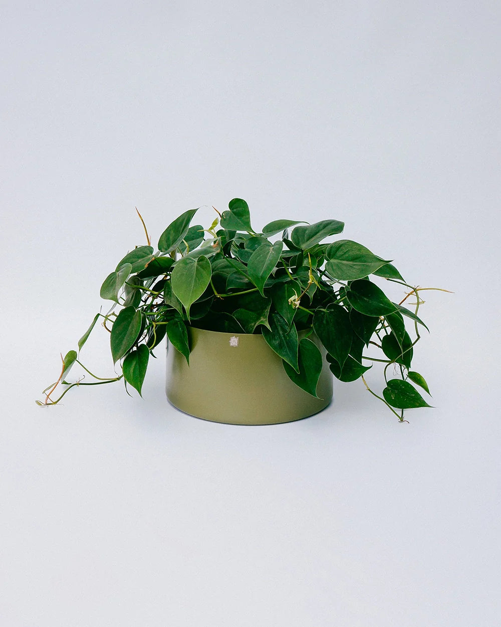 Cachepô alumínio cuia reto 25