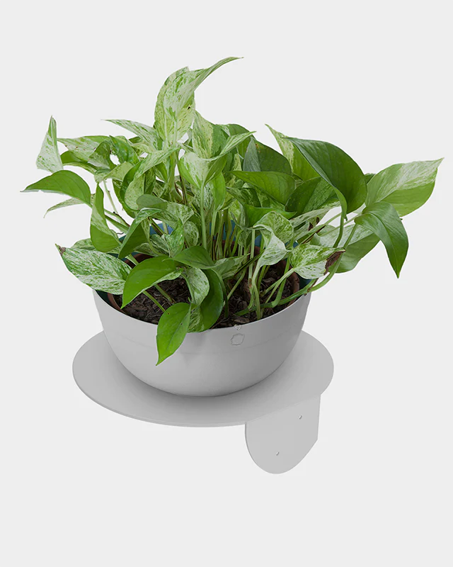 Prateleira Papagaio 28