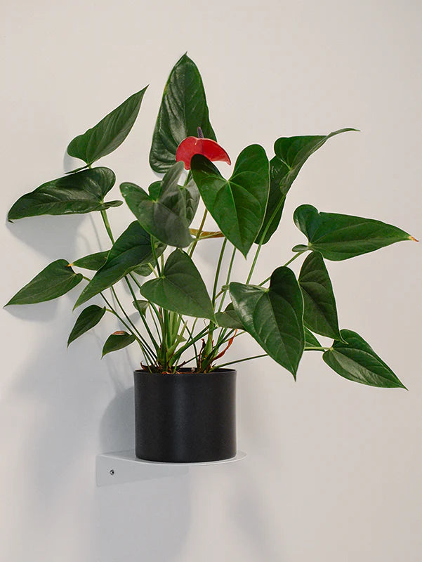 Prateleira Maritaca 18