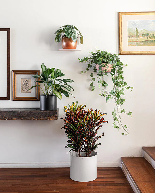 Prateleira Papagaio 28