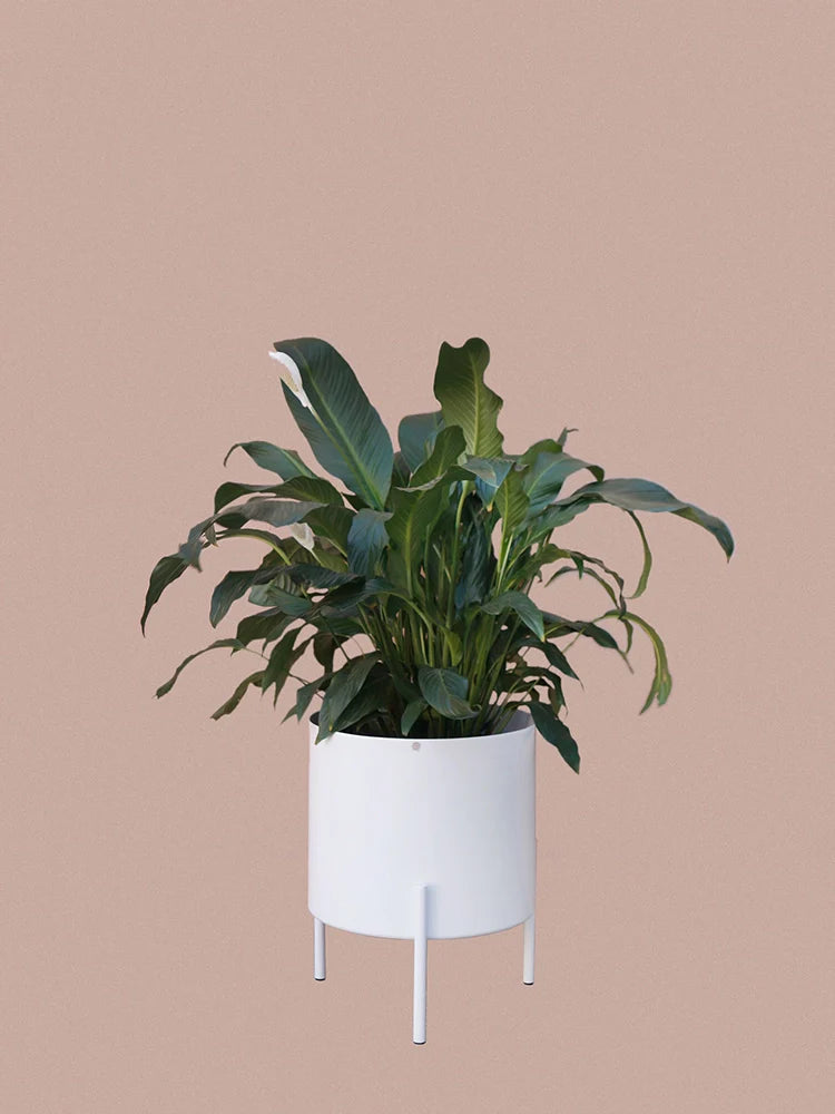 Conjunto - Suporte Rouxinol 38 + Cachepô reto 38