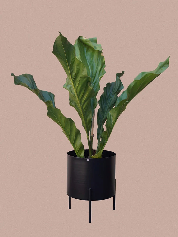 Conjunto - Suporte Rouxinol 38 + Cachepô reto 38