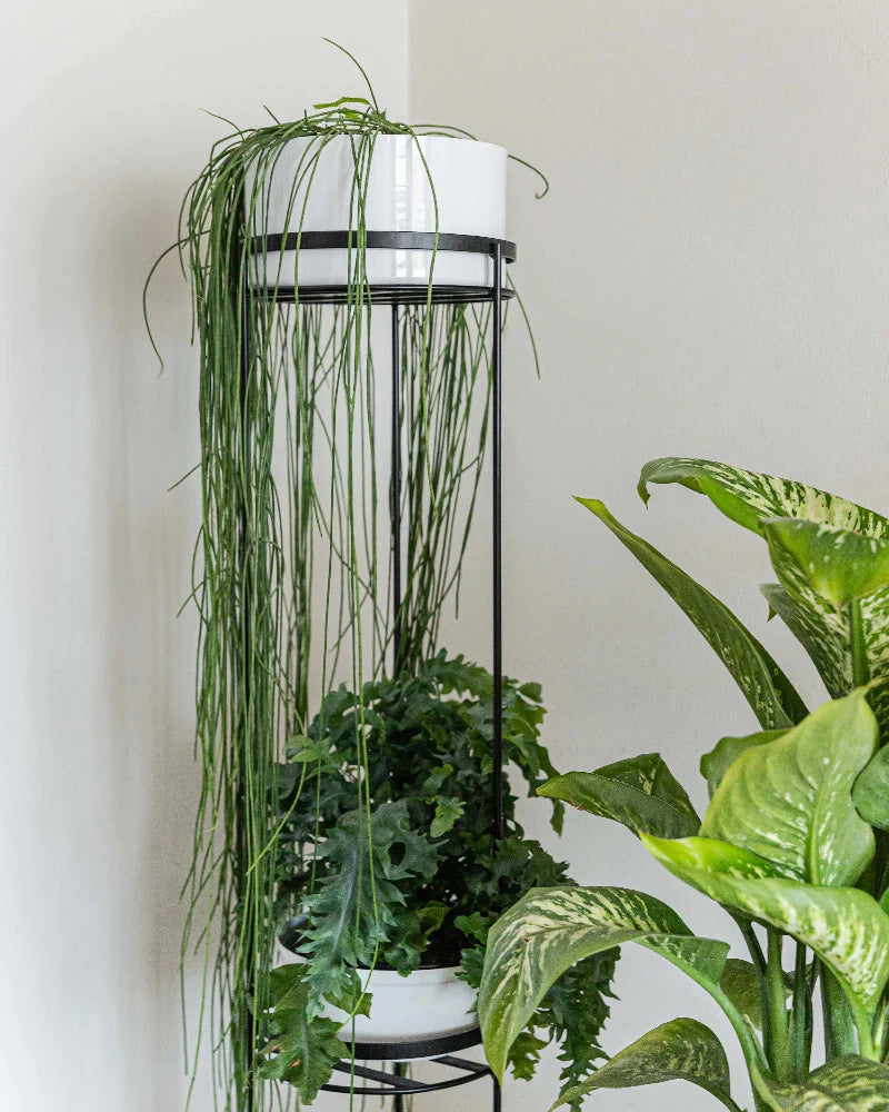 Suporte para plantas Sabiá 150 - Sob encomenda