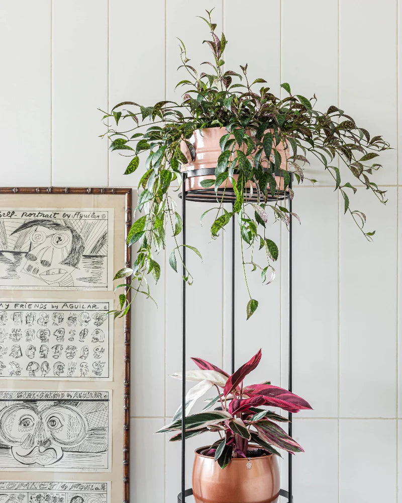 Suporte para plantas Sabiá 150 - Sob encomenda