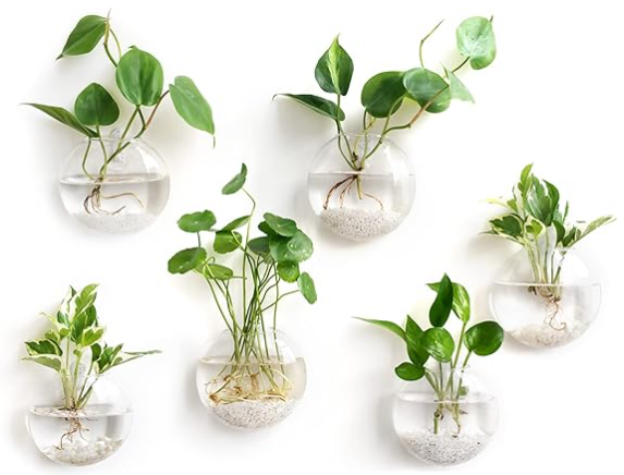 Glass Wall Propagation Bowl Set