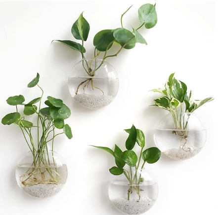 Glass Wall Propagation Bowl Set