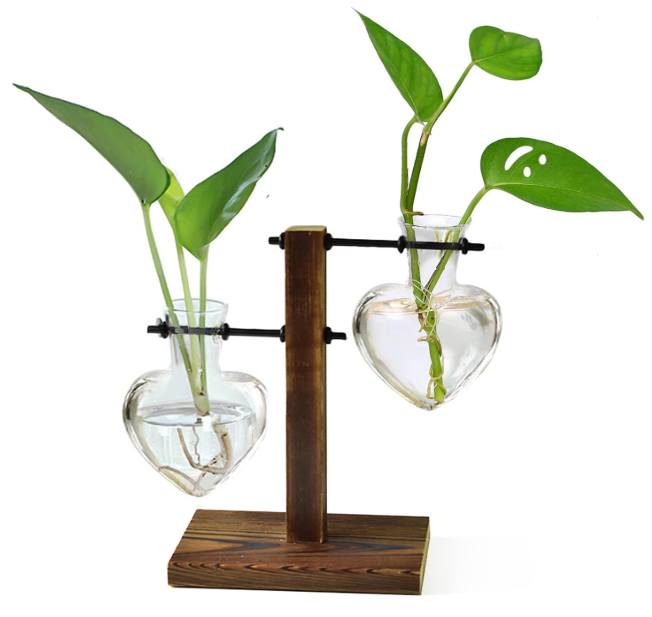 Heartleaf Propagation Stand