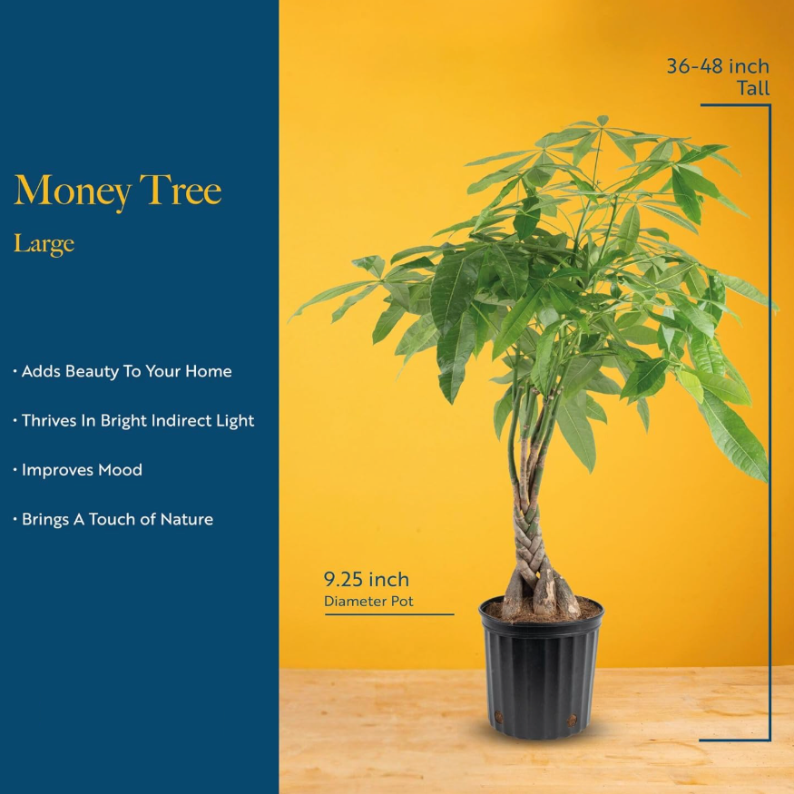 Leafy Ladder Braided Money Tree