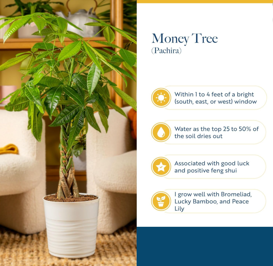Leafy Ladder Braided Money Tree