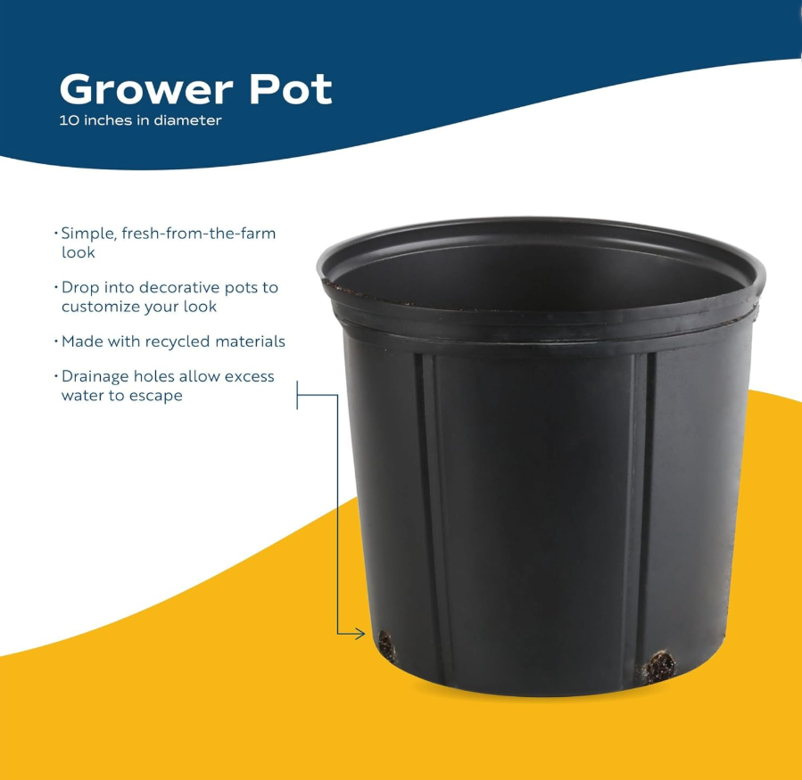 Leafy Ladder Braided Money Tree