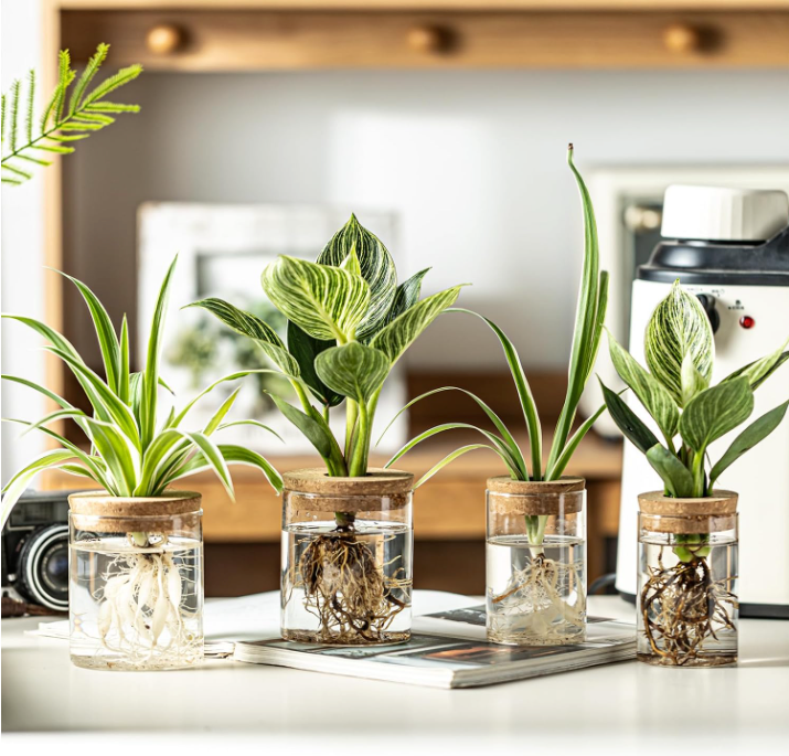 The Rooted Clarity Propagation Jar Set (Set of 4)