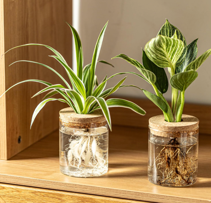 The Rooted Clarity Propagation Jar Set (Set of 4)