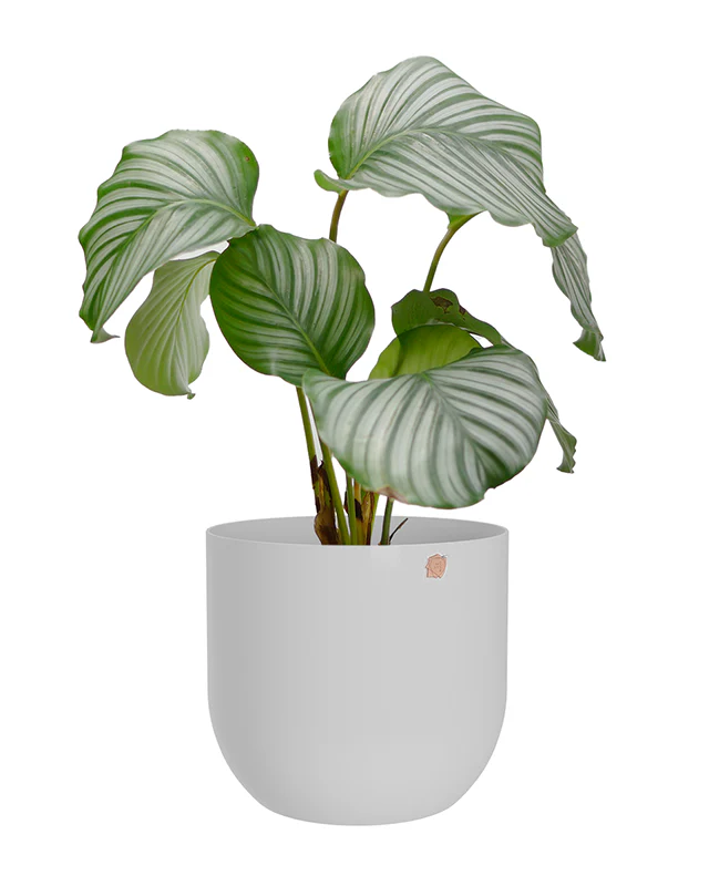 Cachepô alumínio arredondado 18