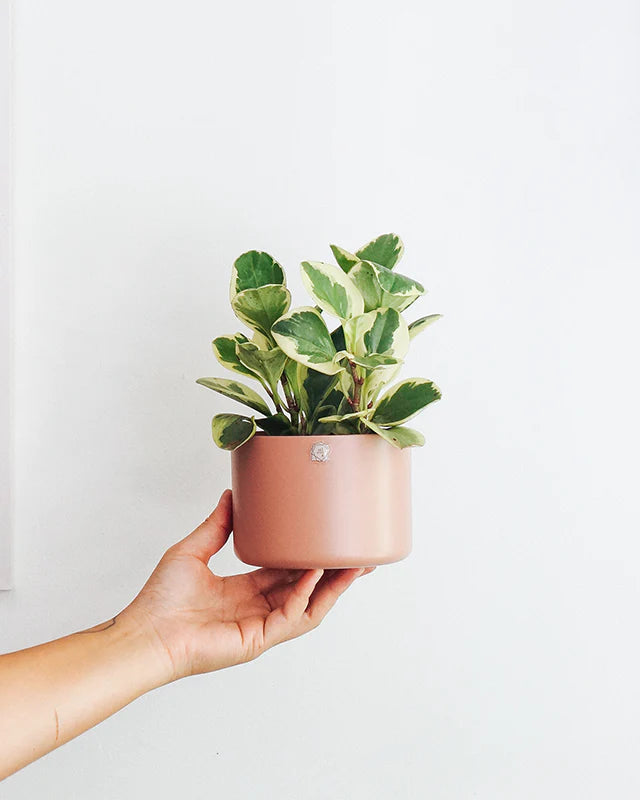 Cachepô alumínio reto 12