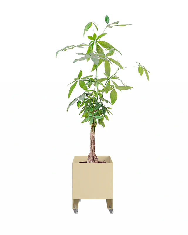 Jardineira Curió 33x33 - Sob encomenda