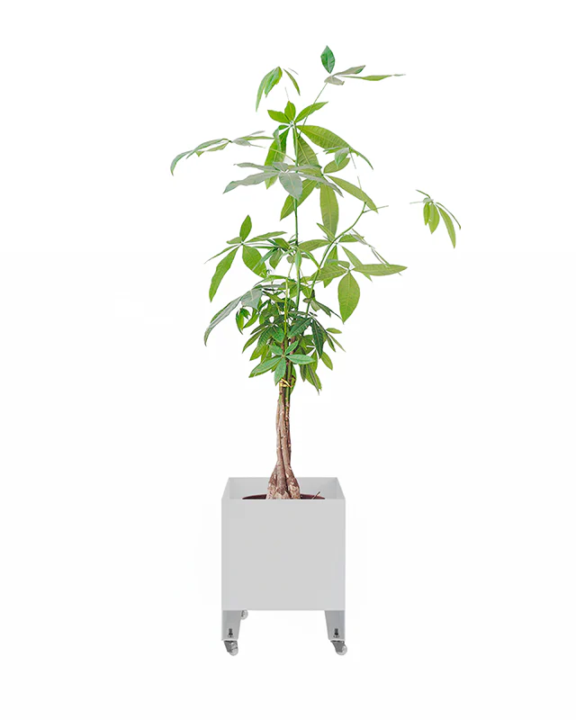 Jardineira Curió 33x33 - Sob encomenda