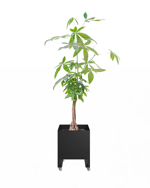 Jardineira Curió 33x33 - Sob encomenda