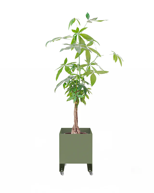 Jardineira Curió 33x33 - Sob encomenda