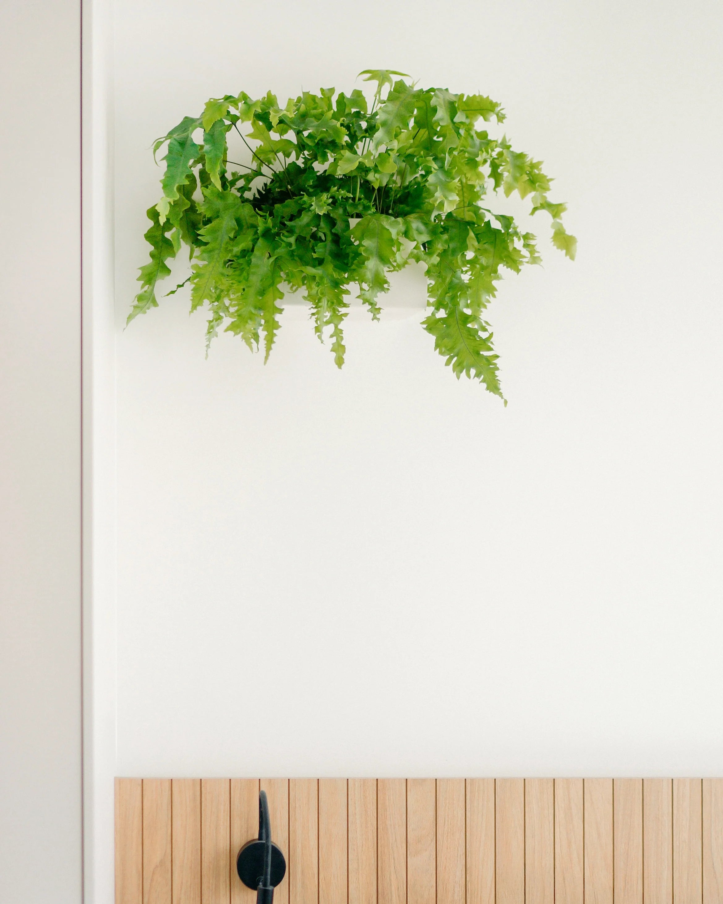 Cachepô pendurável Curió Cuia