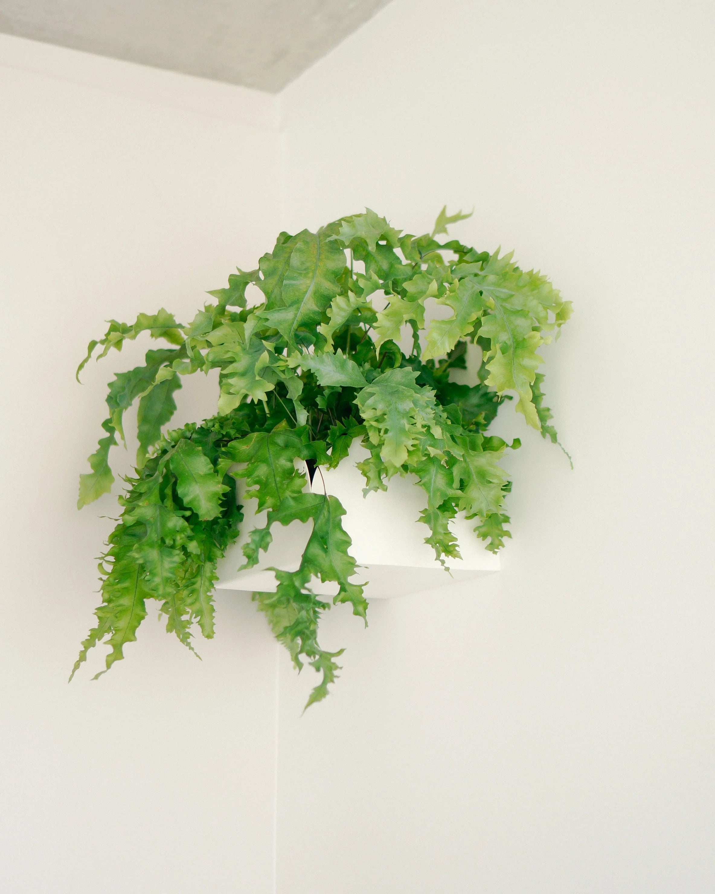 Cachepô pendurável Curió Cuia