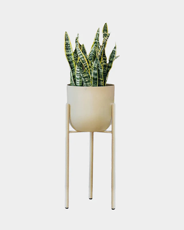 Conjunto - Suporte Rouxinol 25 alto + Cachepô arredondado 25