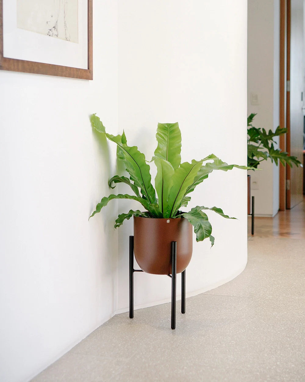 Conjunto - Suporte Rouxinol 25 baixo + Cachepô arredondado 25