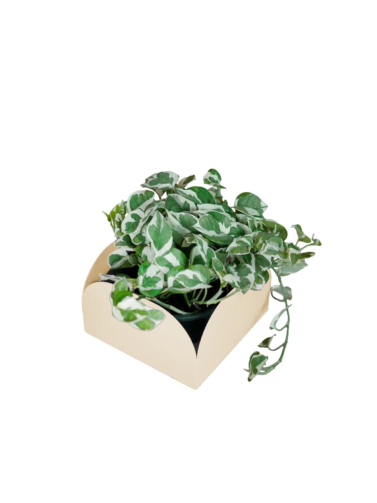 Cachepô pendurável Curió Cuia